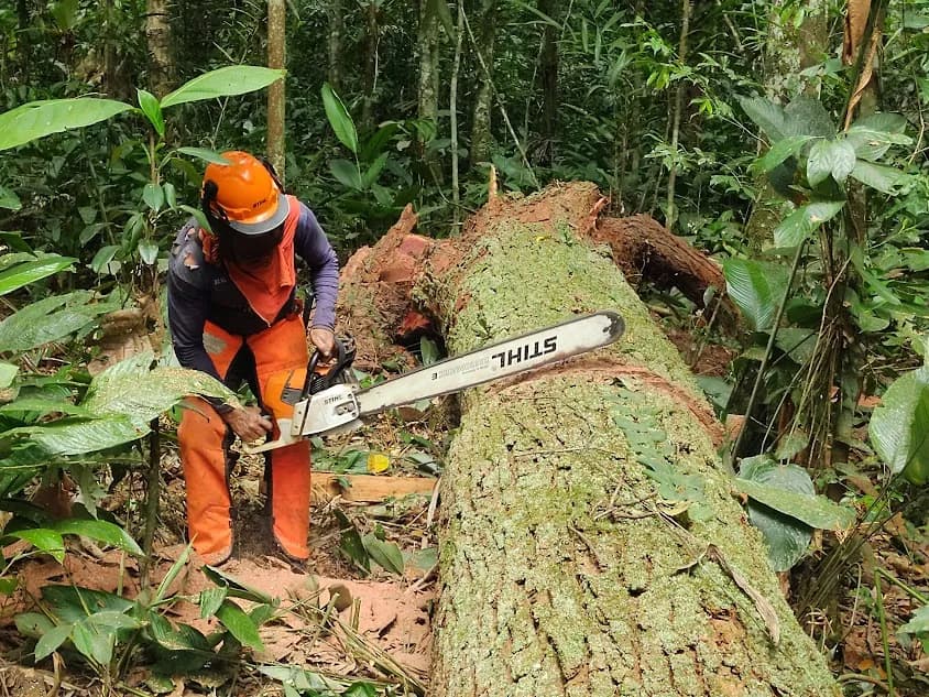 Motosierrista realizando el corte en la base de un árbol autorizado
